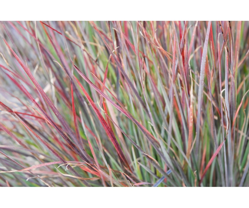 Blue Heaven Little Bluestem